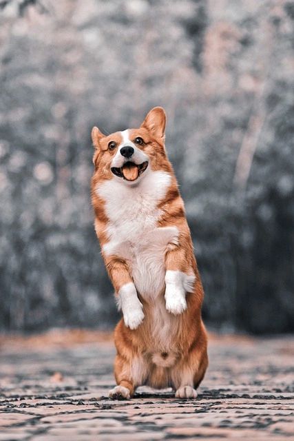 Brown and White Corgi Sitting Up on his Back Legs