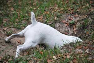 White Jack Russell Digging a Hole