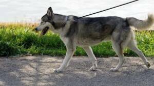 Large Huskey dog Walking on a Leash
