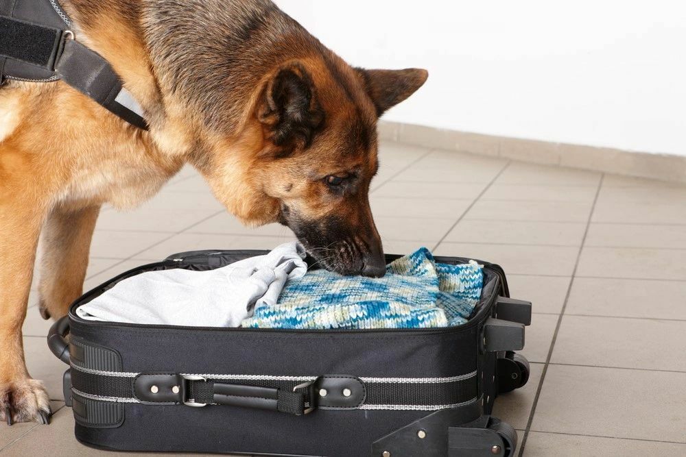 A Shepherd Detection Dog Sniffing Luggage