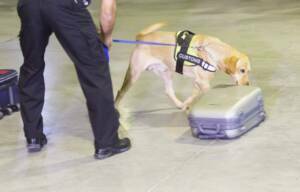 A Working Dog in Customs Sniffing a Suitcase