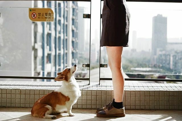 Brown and White Corgi Sitting and Looking Up a Person