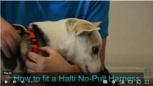 Halti harness fitting east valley k9