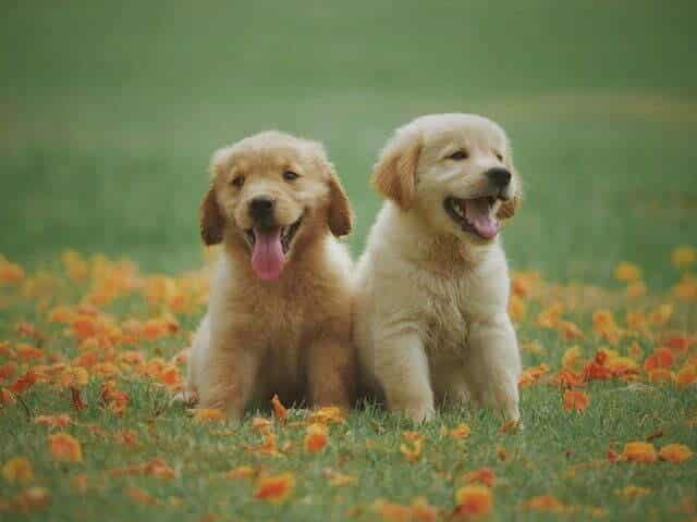 Two Yellow Labrador Retriever Puppies Sitting on Gras