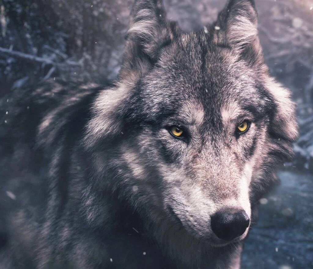 Wild Gray Wolf with Yellow Eyes in Nature