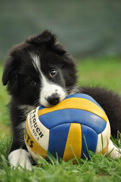 Border Collie Puppy Laying on the grass with a Soccer Ball