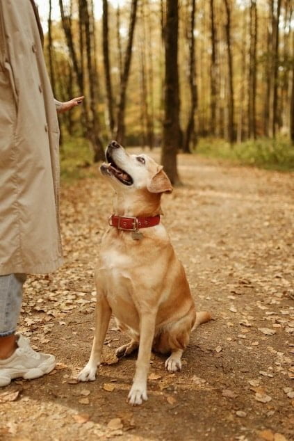 Person Gesturing to a Dog to Stay