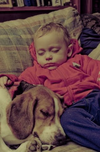 Little Boy and Beagle Sleeping Together