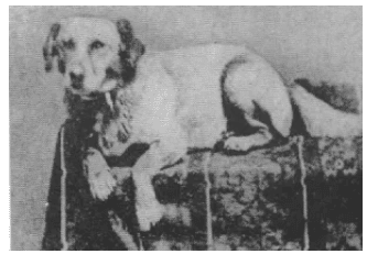 The first famous Fido belonged to President Lincoln