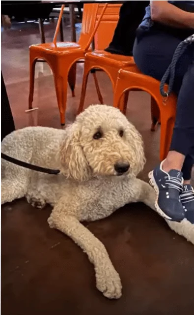 Dining with Dogs, a White Doodle calmly laying by his owner at a restaurant