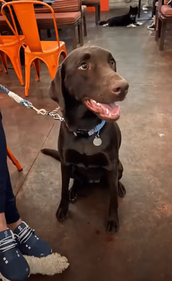 Chocolate Lab Sitting while Dining at a Restaurant