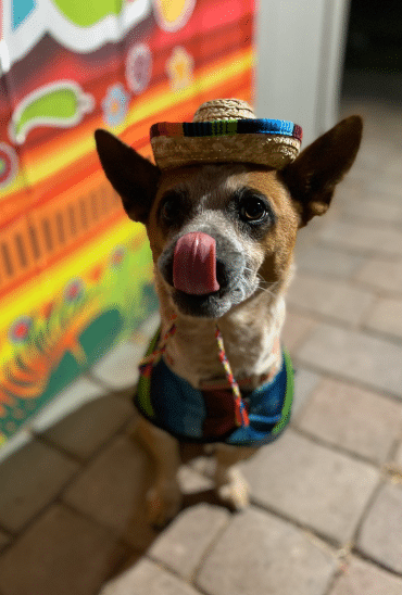 Little Chihuahua Dressed for Cinco de Mayo