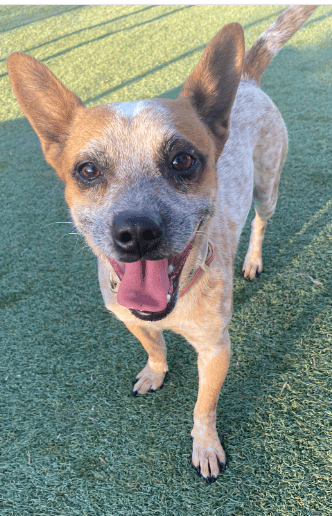 Happy Cattle Dog Looking Up at the Camera