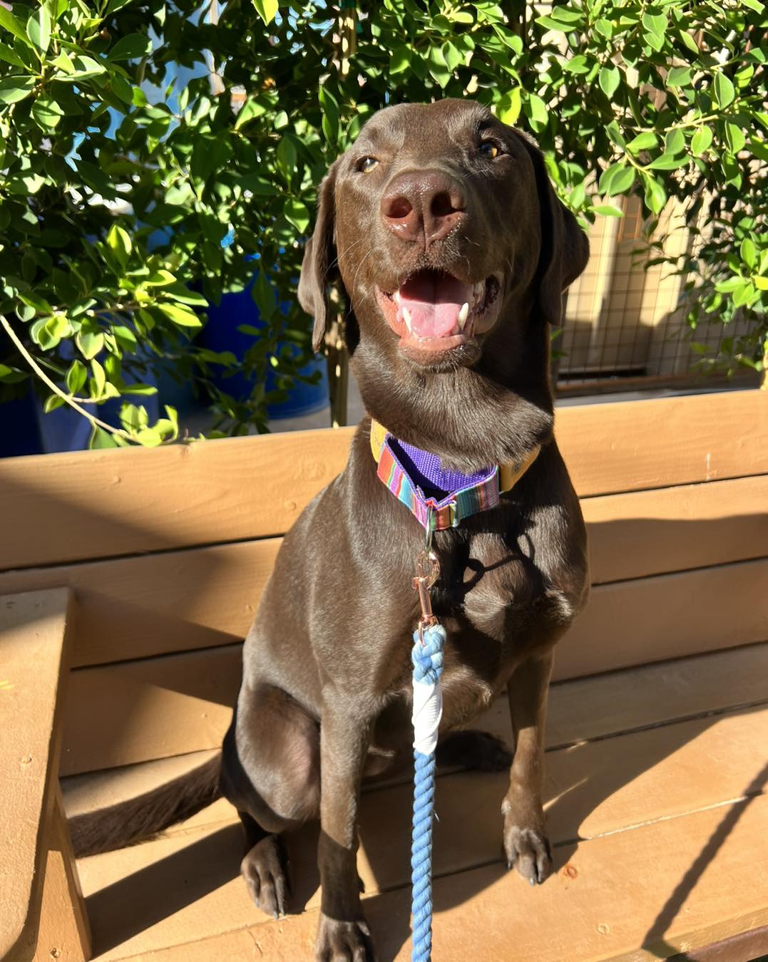 Chocolate Lab Sitting Outside on a Bench and Smiling