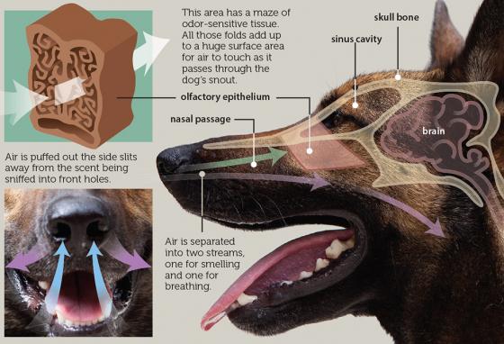 Diagram of How a Dog's Nose Works