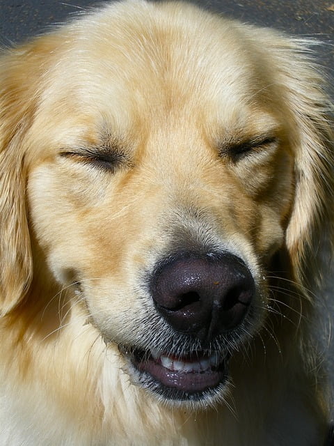 Golden Retriever Sniffing with His Nose