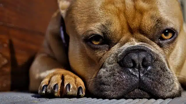 A Brown bulldog with a smushed Dog's Nose