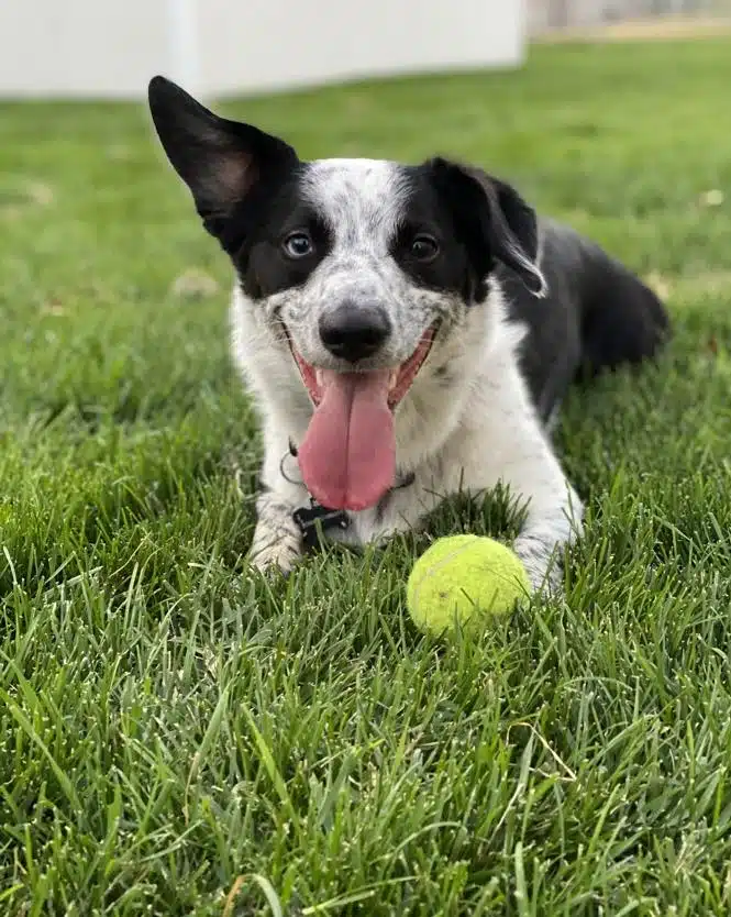 Australian Shepherd Laying with his Ball on the Grass