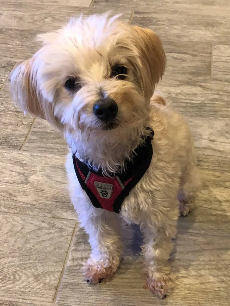 Meet Poppy Spotlight Dog for December 2019 with bandanna
