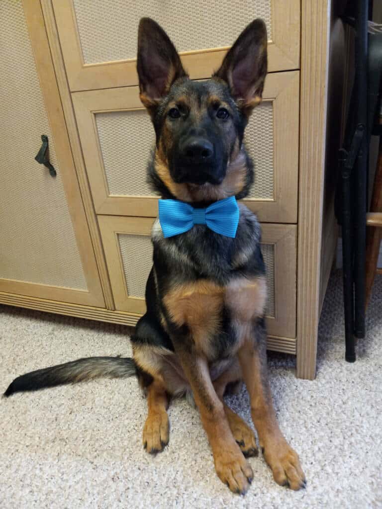Jesse The Spotlight Dog July 2021 wearing bow tie